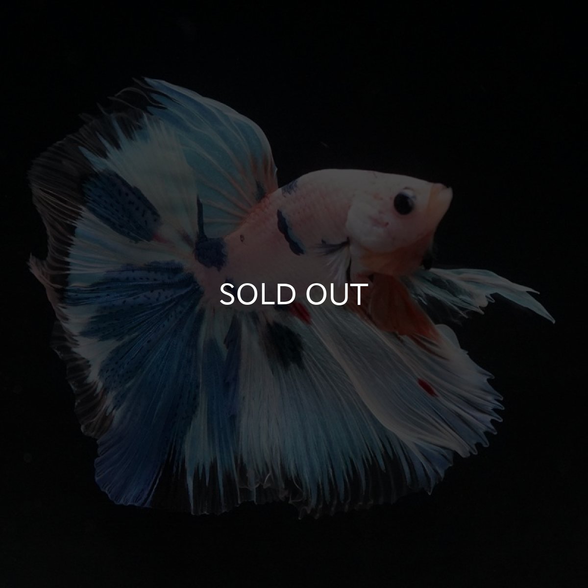 画像2: HM ホワイトファンシー (2)