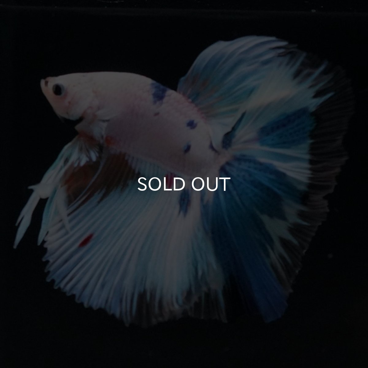 画像8: HM ホワイトファンシー (8)