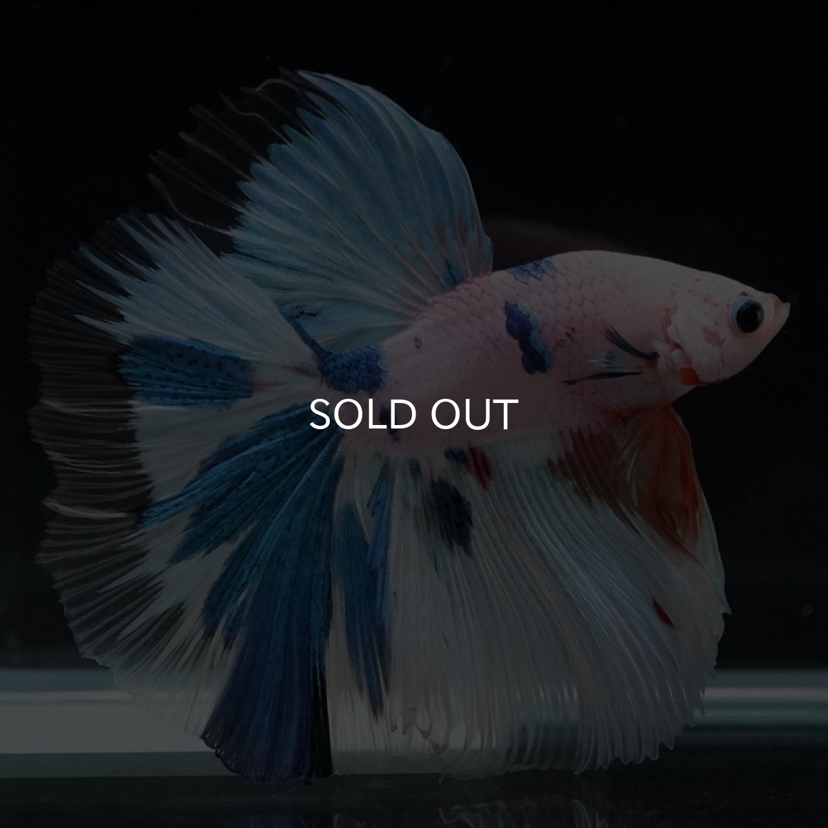 画像7: HM ホワイトファンシー (7)