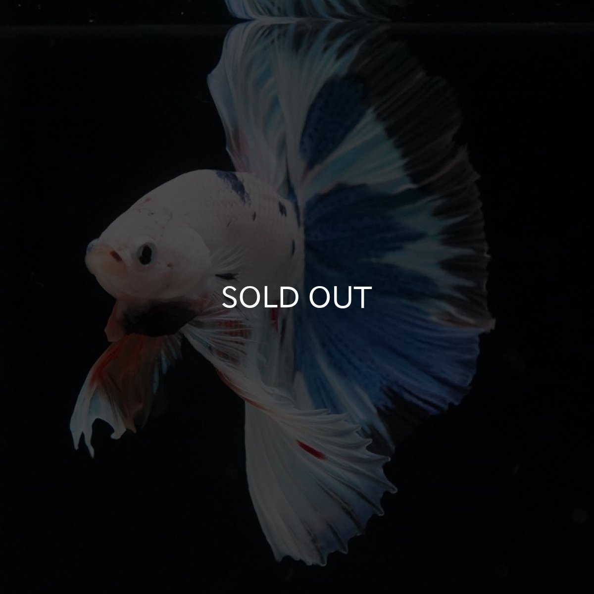 画像6: HM ホワイトファンシー (6)