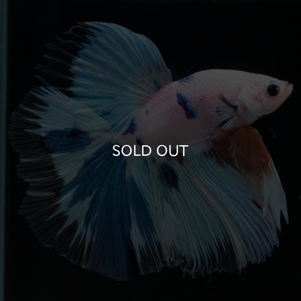 画像5: HM ホワイトファンシー (5)