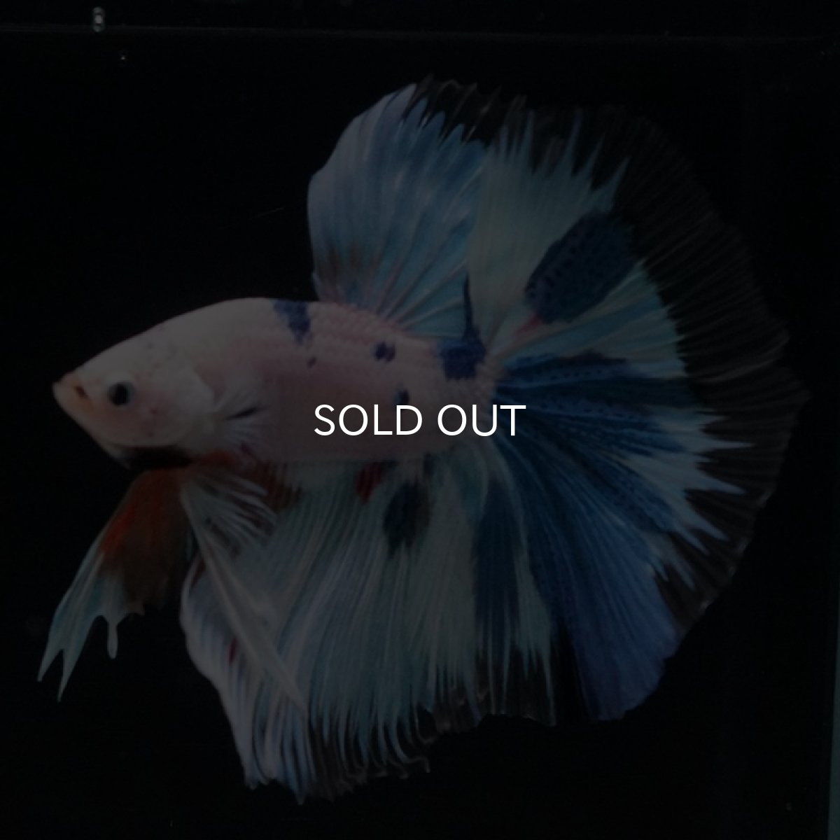 画像4: HM ホワイトファンシー (4)