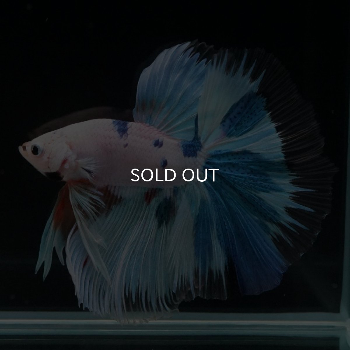 画像3: HM ホワイトファンシー (3)