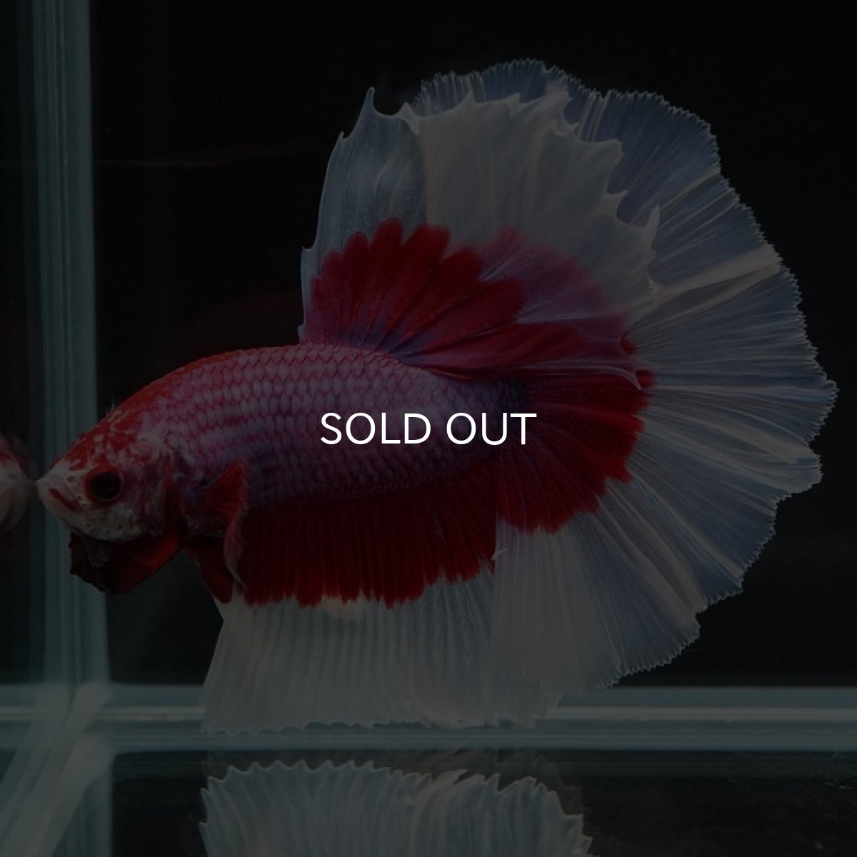 画像10: HM ラベンダーバタフライ (10)