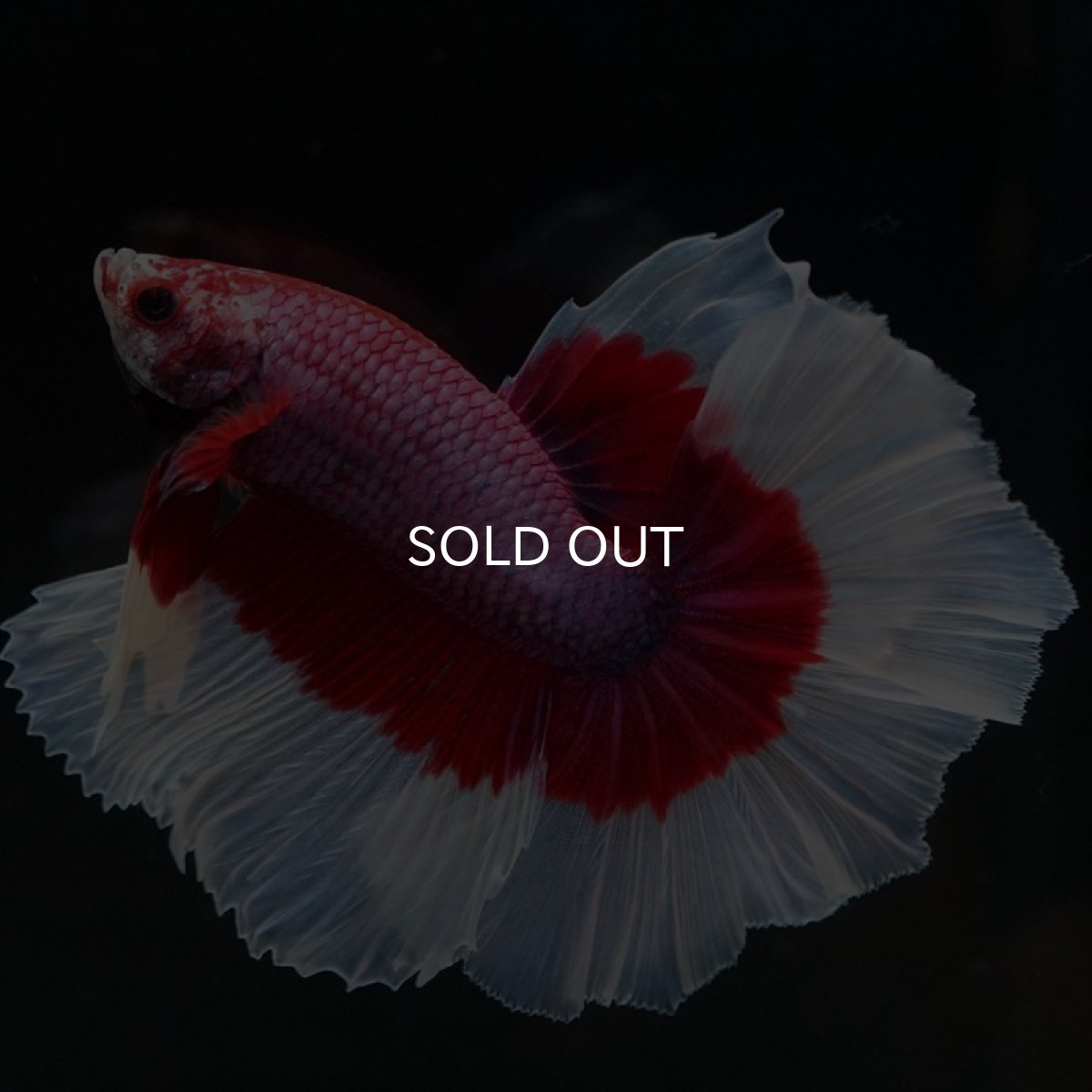 画像9: HM ラベンダーバタフライ (9)