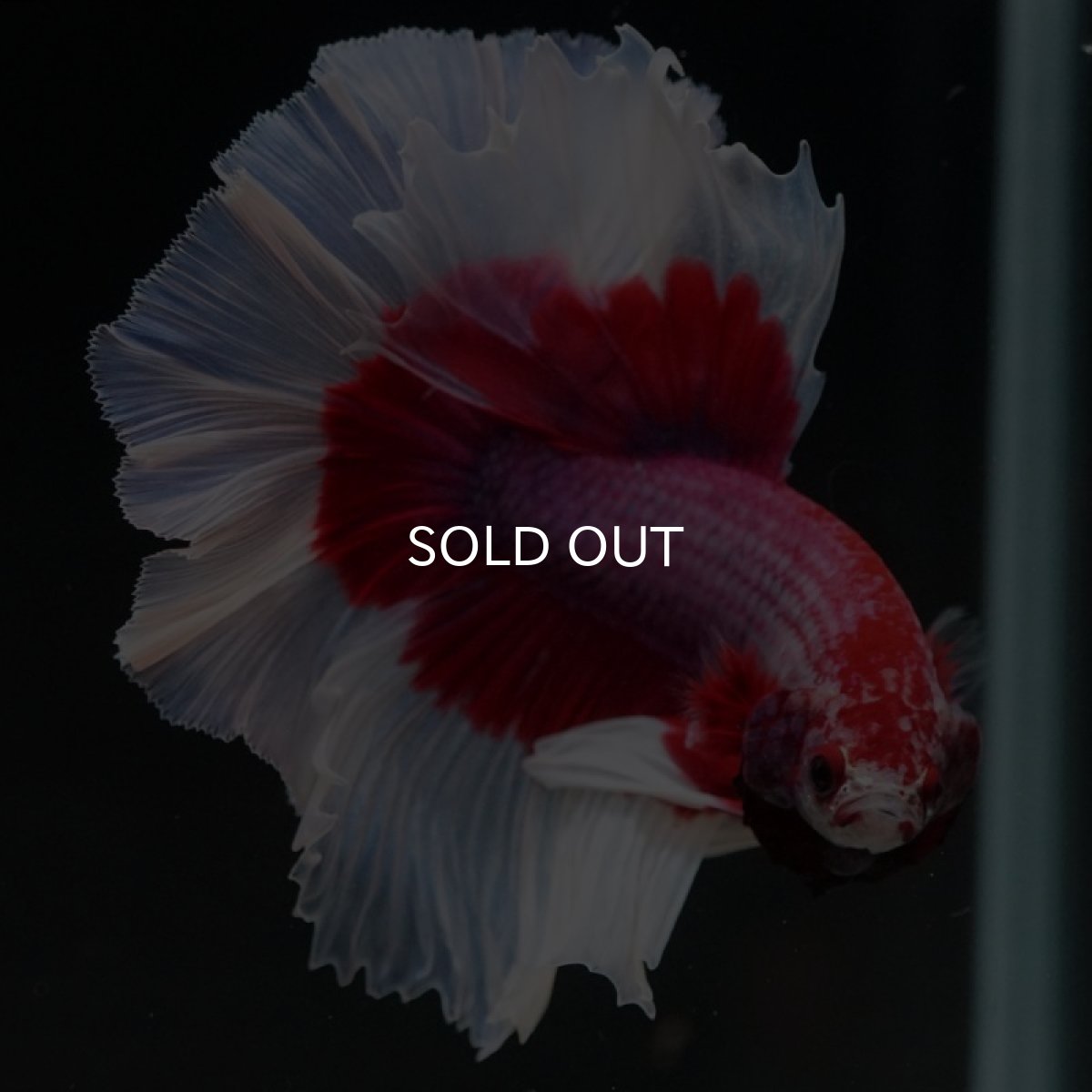 画像8: HM ラベンダーバタフライ (8)