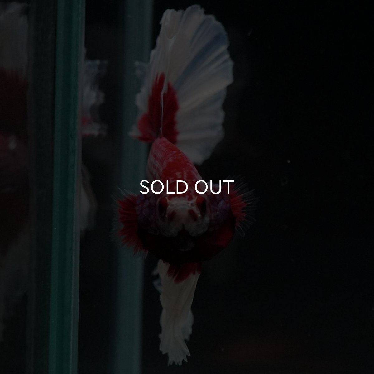 画像7: HM ラベンダーバタフライ (7)