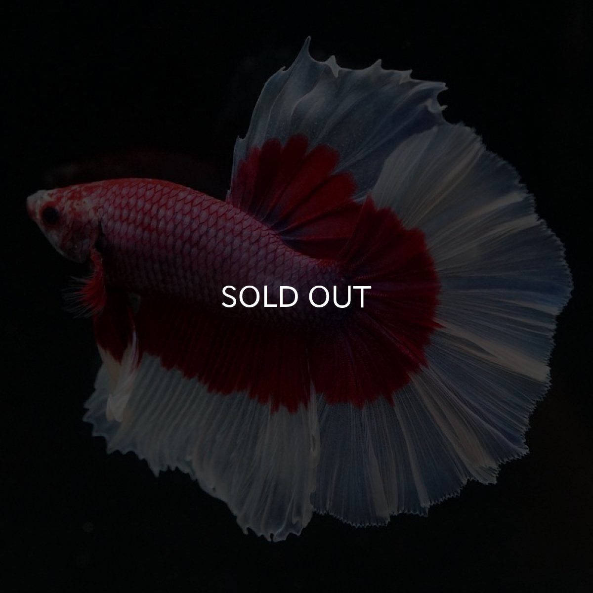 画像6: HM ラベンダーバタフライ (6)