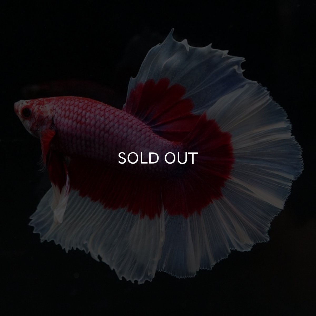 画像5: HM ラベンダーバタフライ (5)