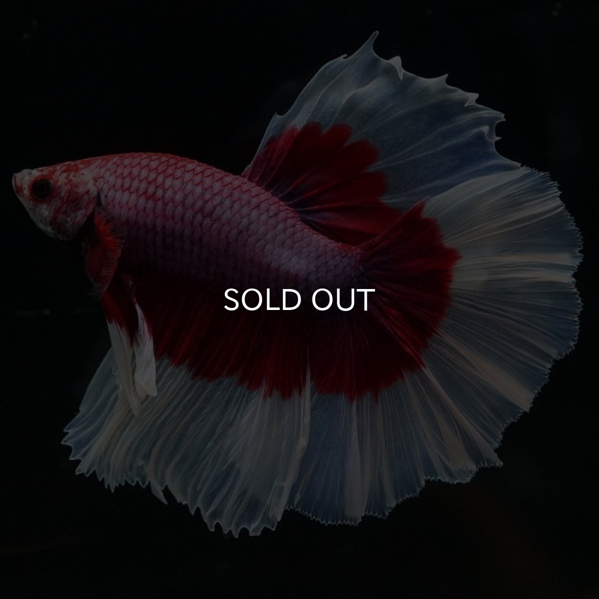 画像4: HM ラベンダーバタフライ (4)