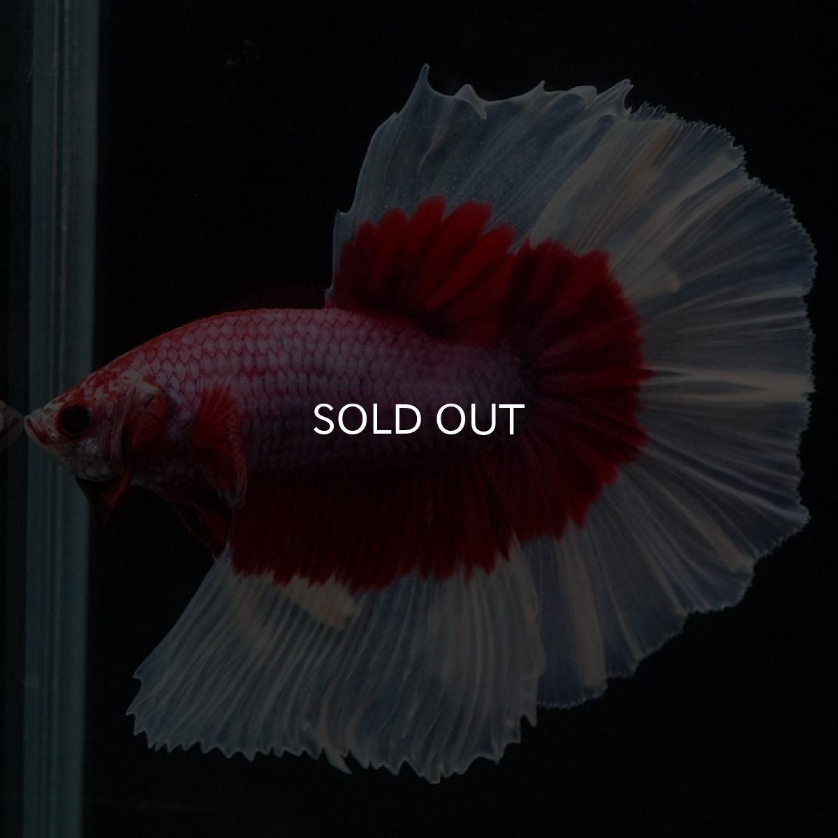 画像3: HM ラベンダーバタフライ (3)