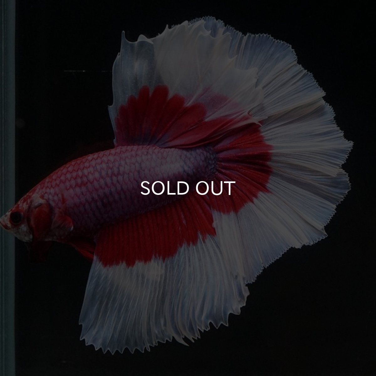 画像2: HM ラベンダーバタフライ (2)