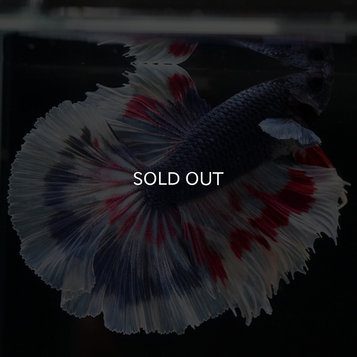 画像7: HM ブルーファンシー (7)