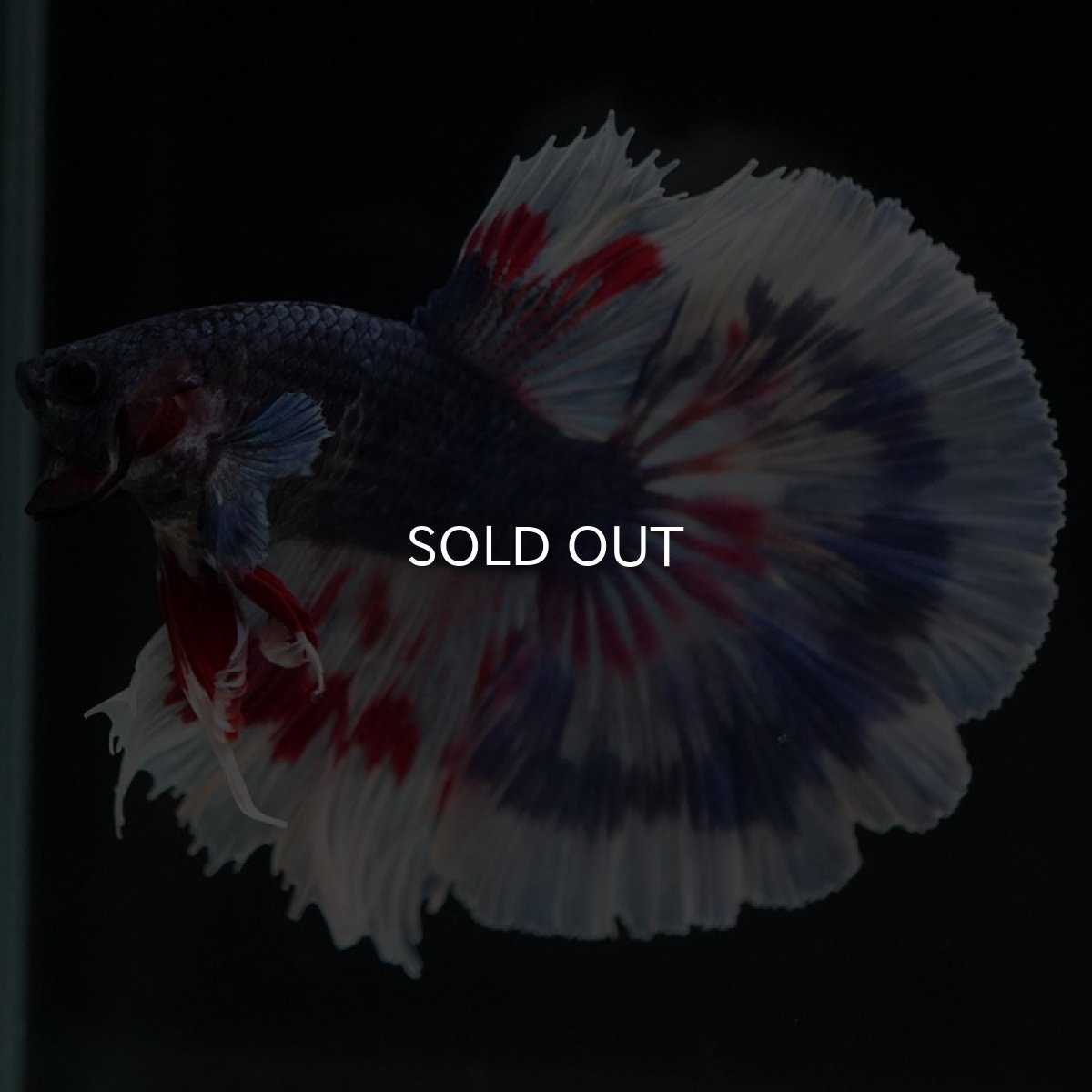 画像6: HM ブルーファンシー (6)