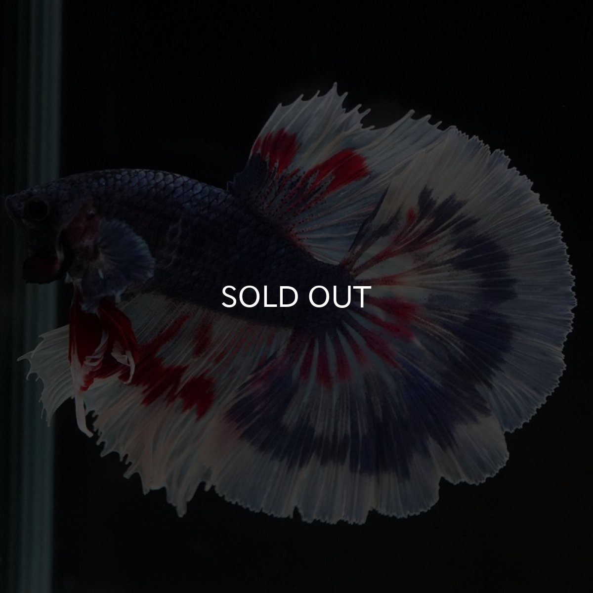 画像5: HM ブルーファンシー (5)