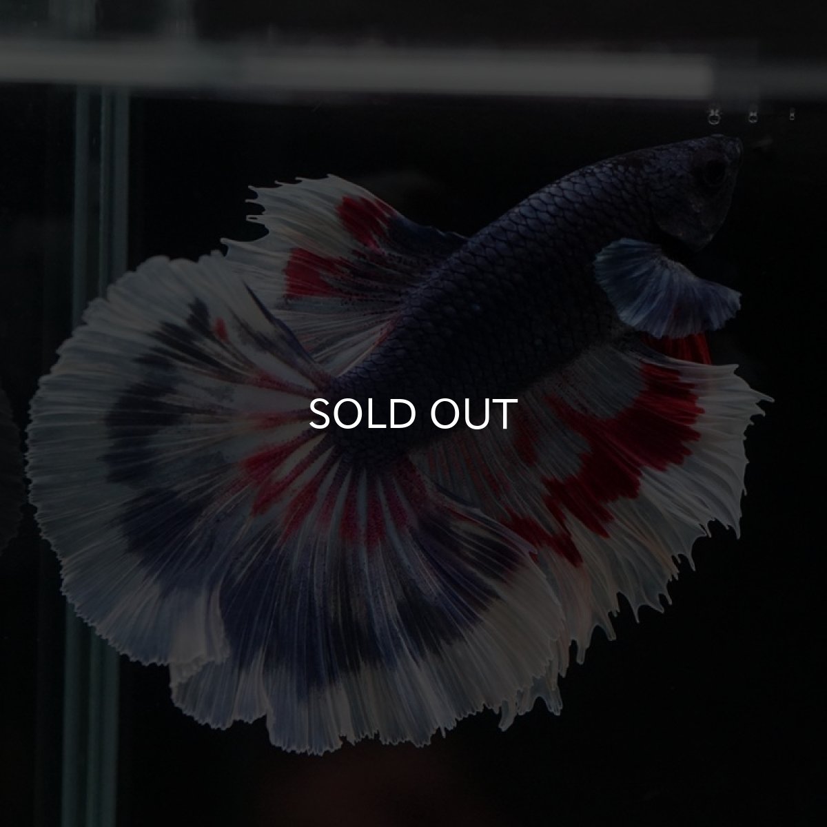 画像4: HM ブルーファンシー (4)