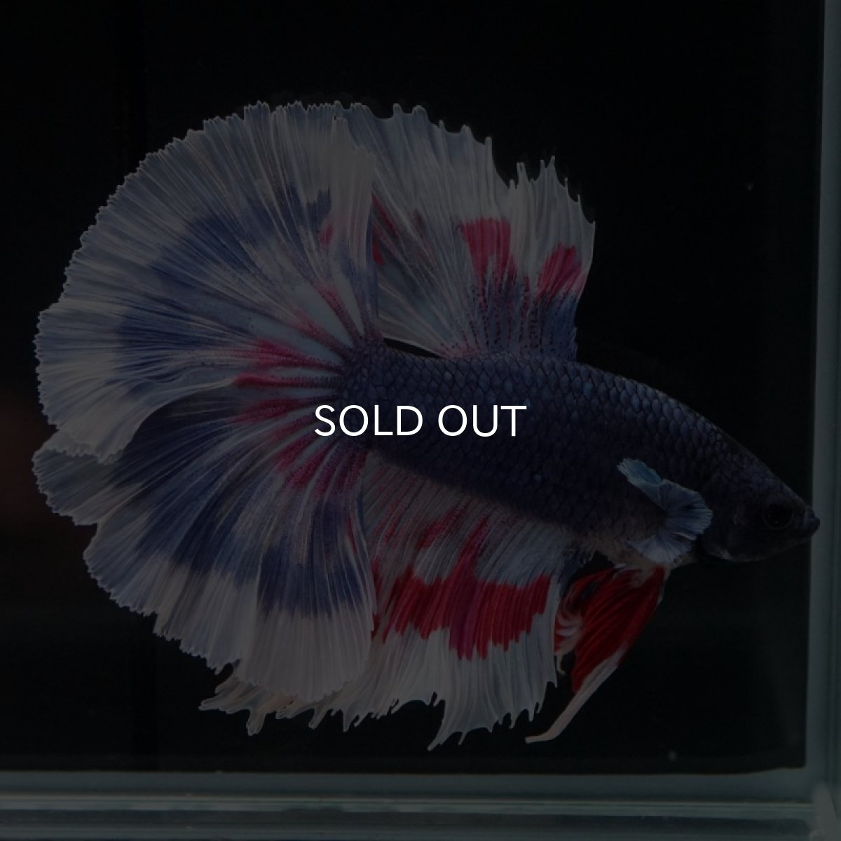 画像3: HM ブルーファンシー (3)