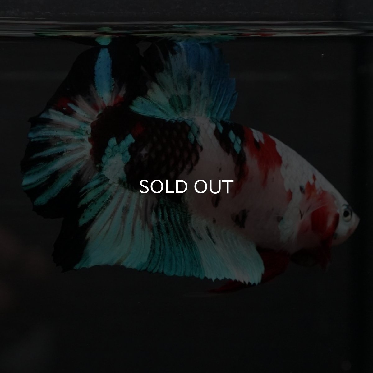 画像13: GHMPK 鯉ギャラクシー (13)