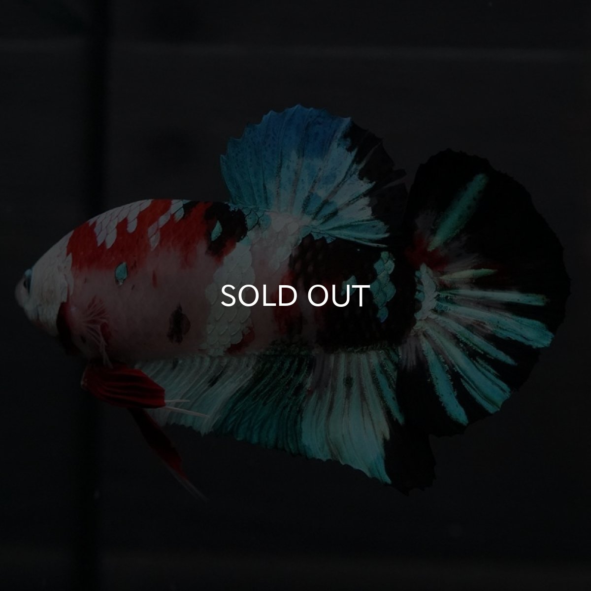 画像12: GHMPK 鯉ギャラクシー (12)