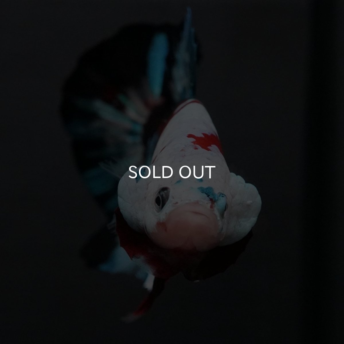 画像11: GHMPK 鯉ギャラクシー (11)