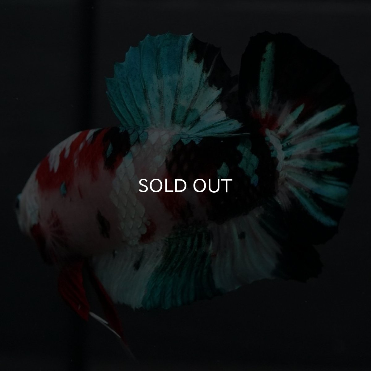 画像10: GHMPK 鯉ギャラクシー (10)