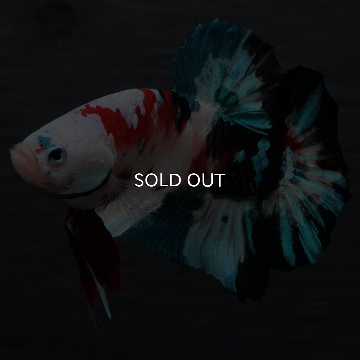 画像9: GHMPK 鯉ギャラクシー (9)