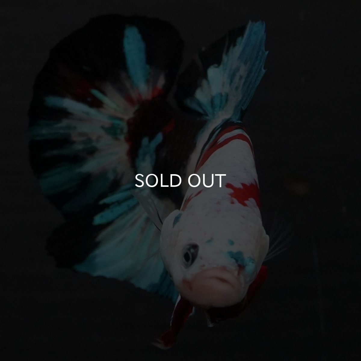 画像8: GHMPK 鯉ギャラクシー (8)