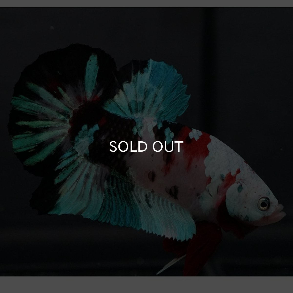 画像7: GHMPK 鯉ギャラクシー (7)