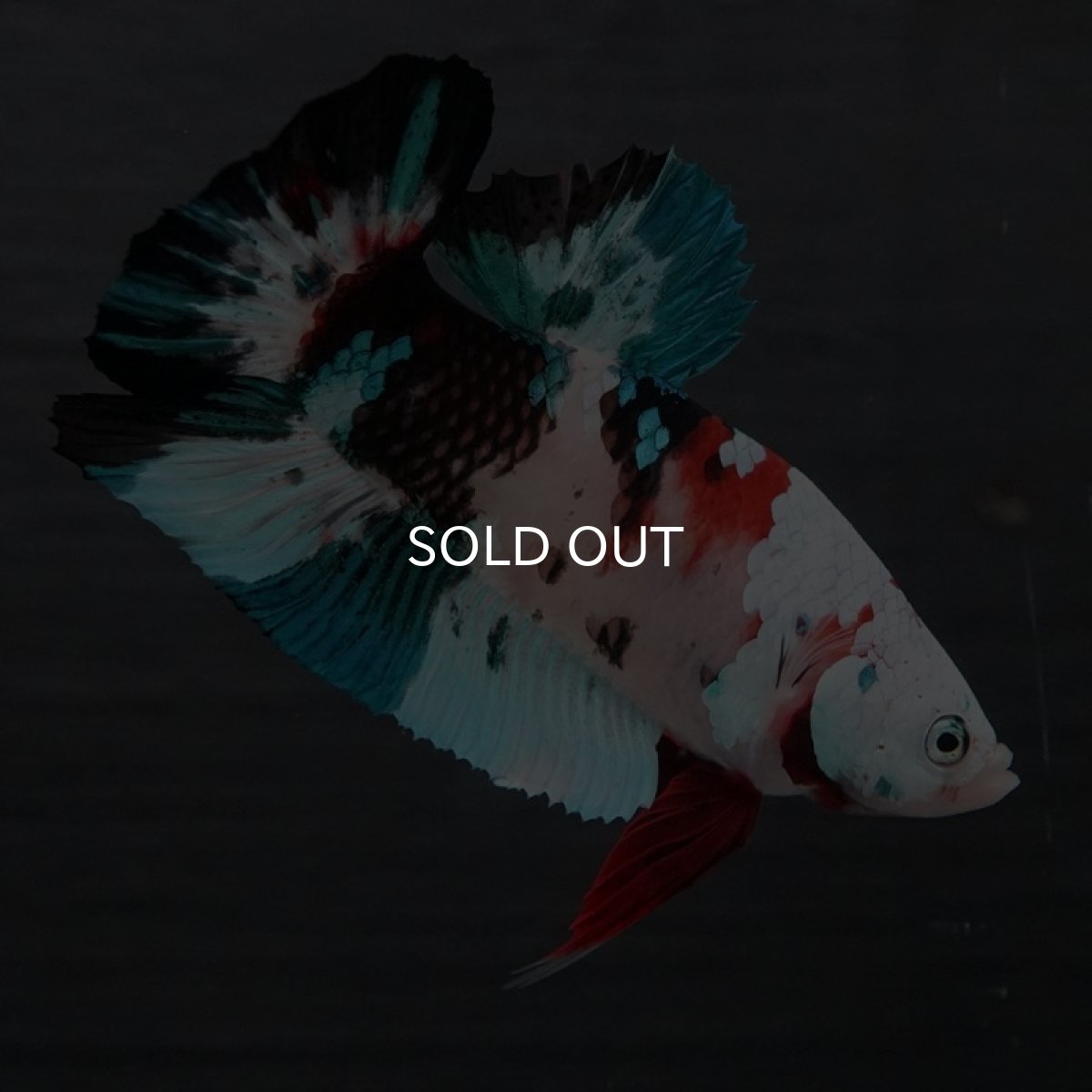 画像6: GHMPK 鯉ギャラクシー (6)