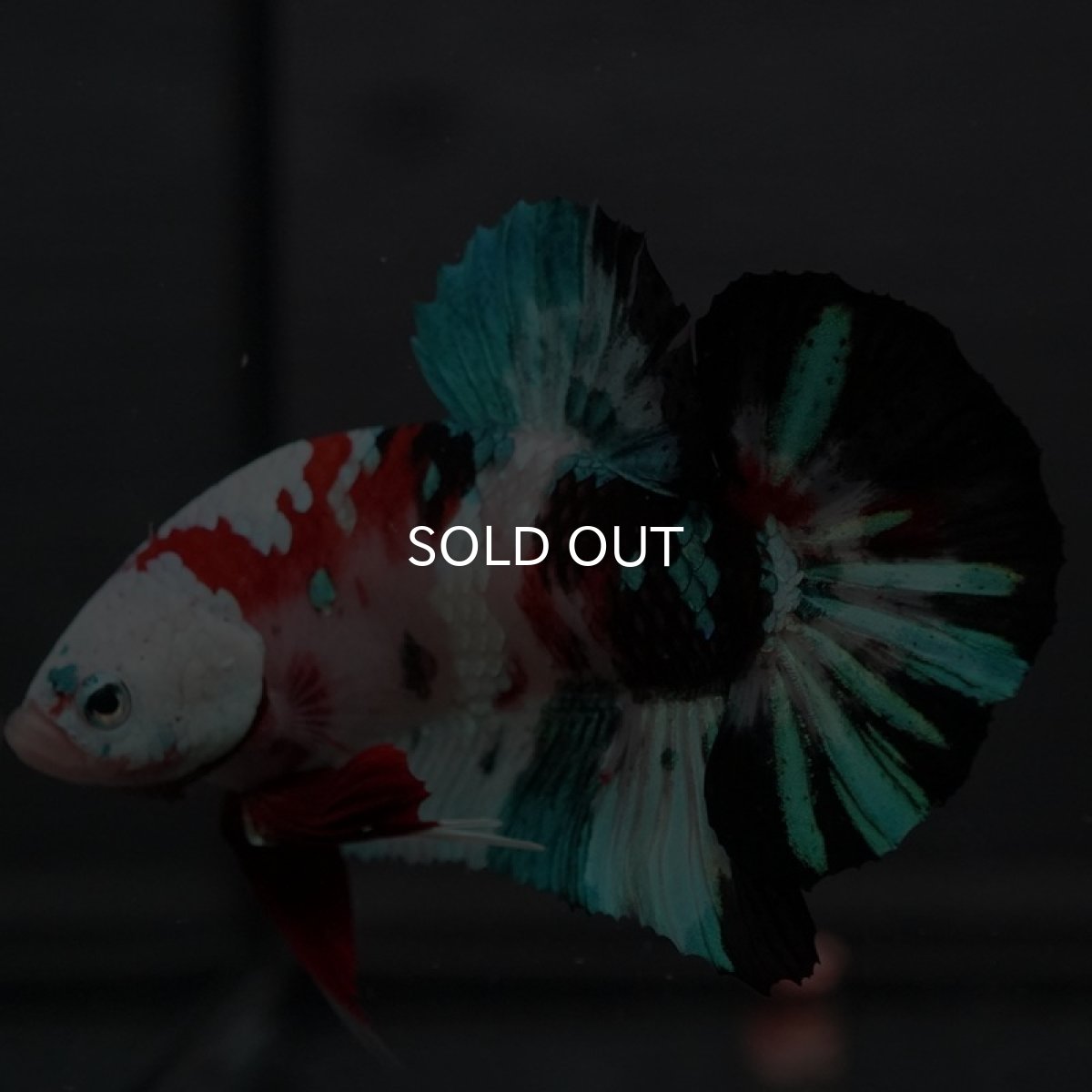 画像5: GHMPK 鯉ギャラクシー (5)