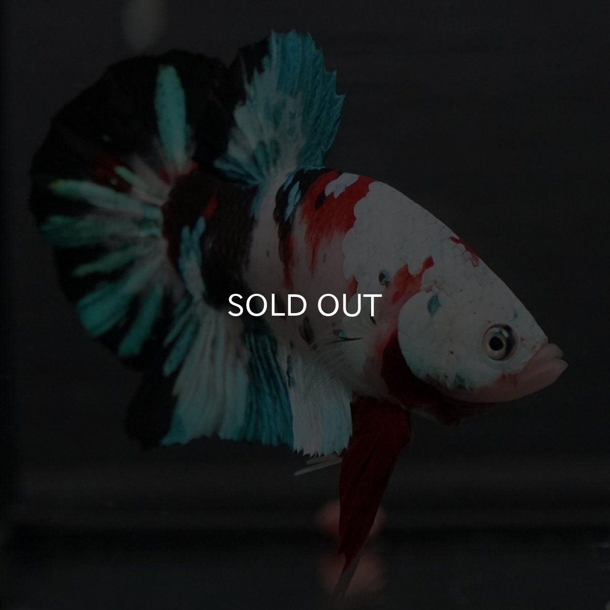 画像4: GHMPK 鯉ギャラクシー (4)