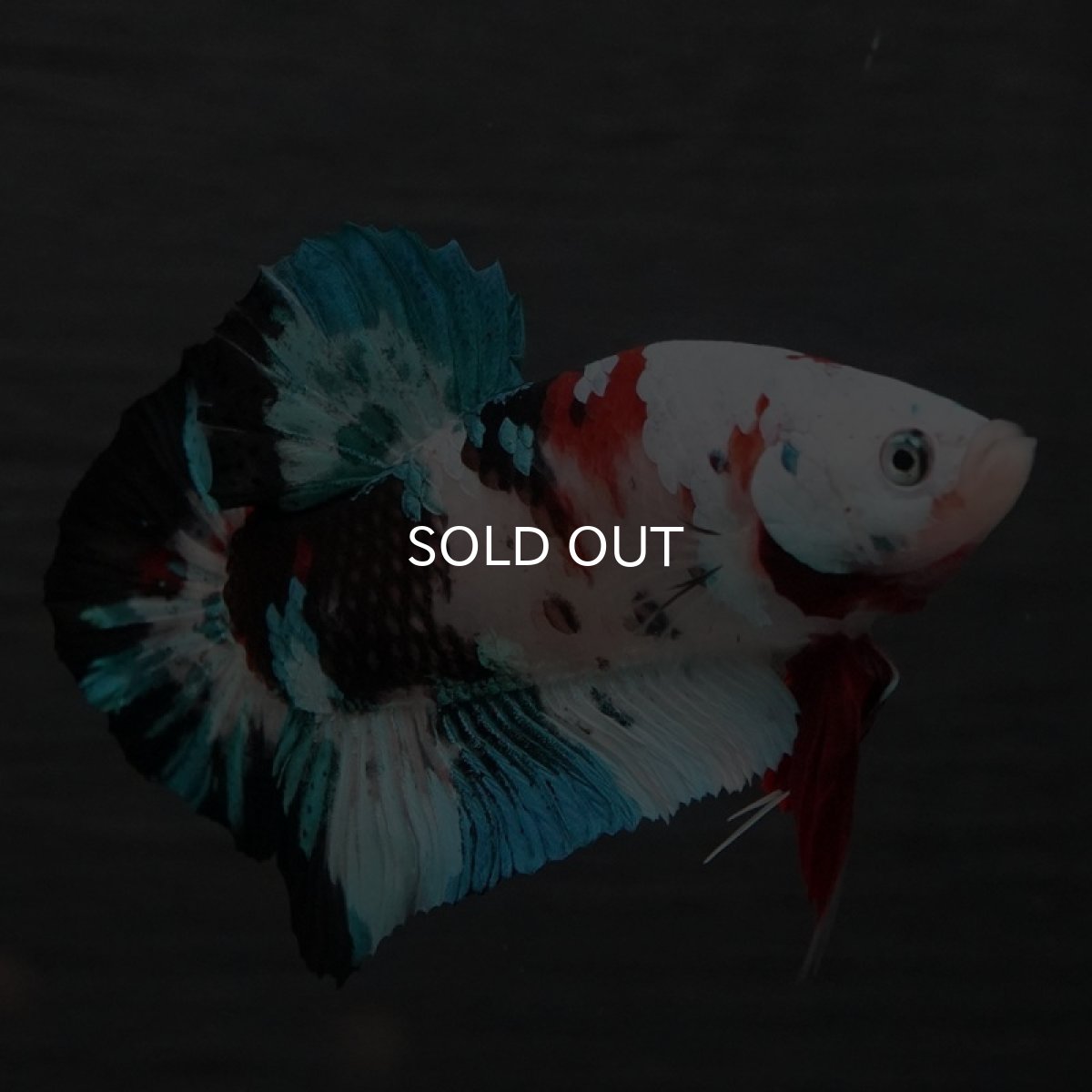 画像3: GHMPK 鯉ギャラクシー (3)