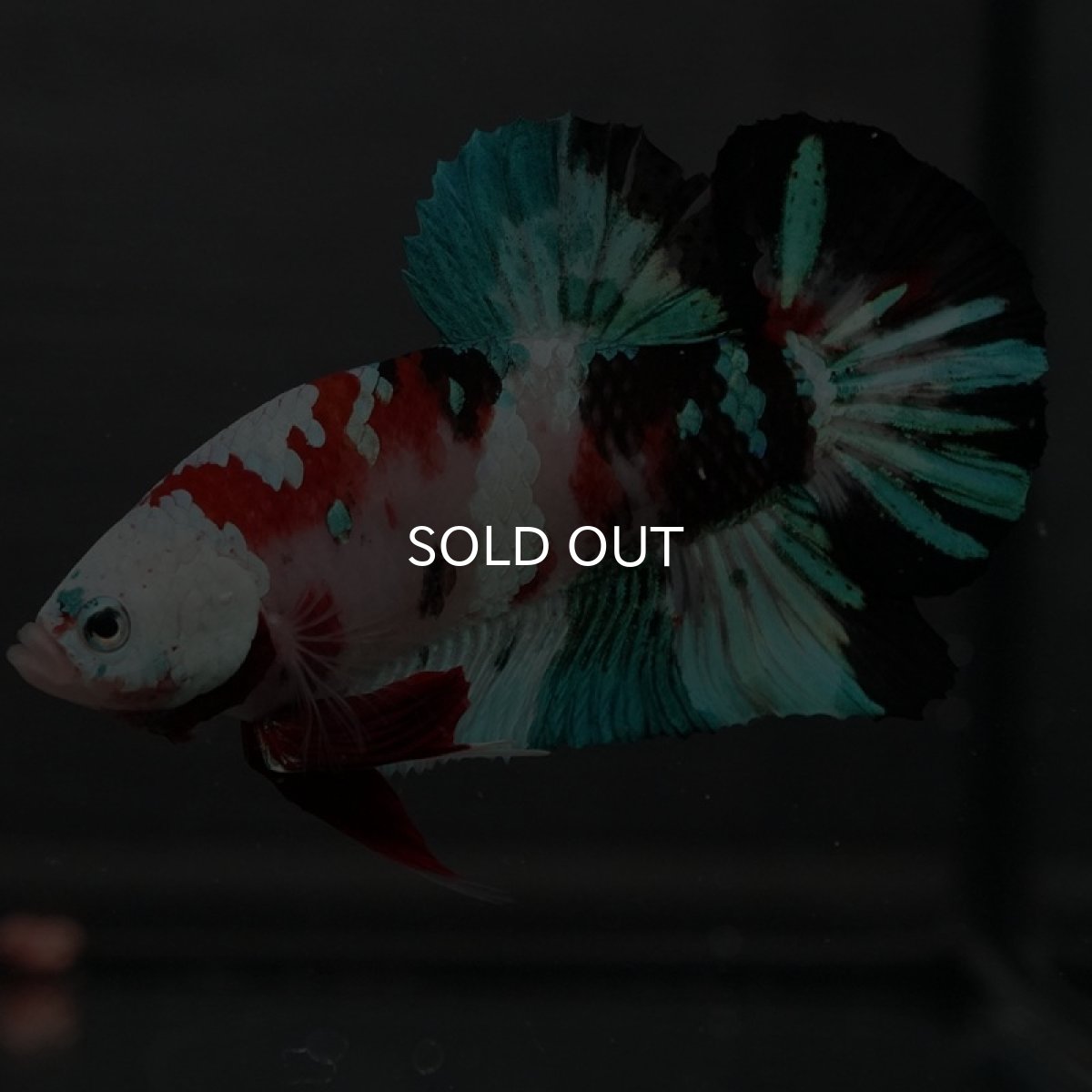 画像2: GHMPK 鯉ギャラクシー (2)