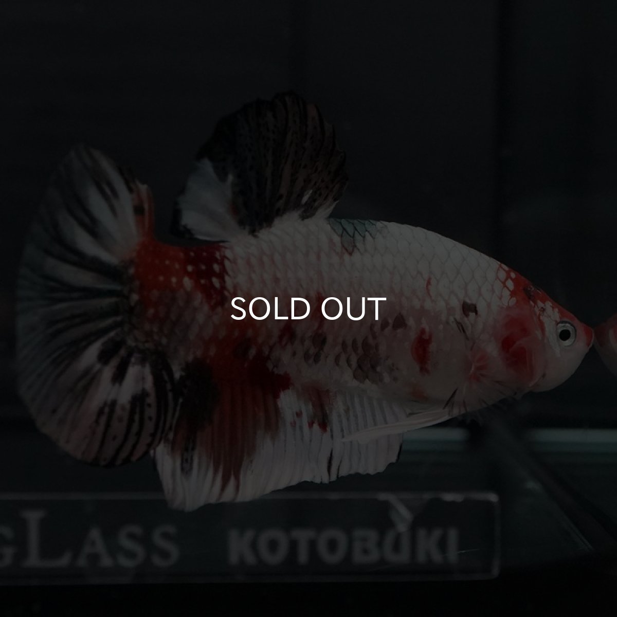 画像7: GHMPK キャンディカッパー (7)