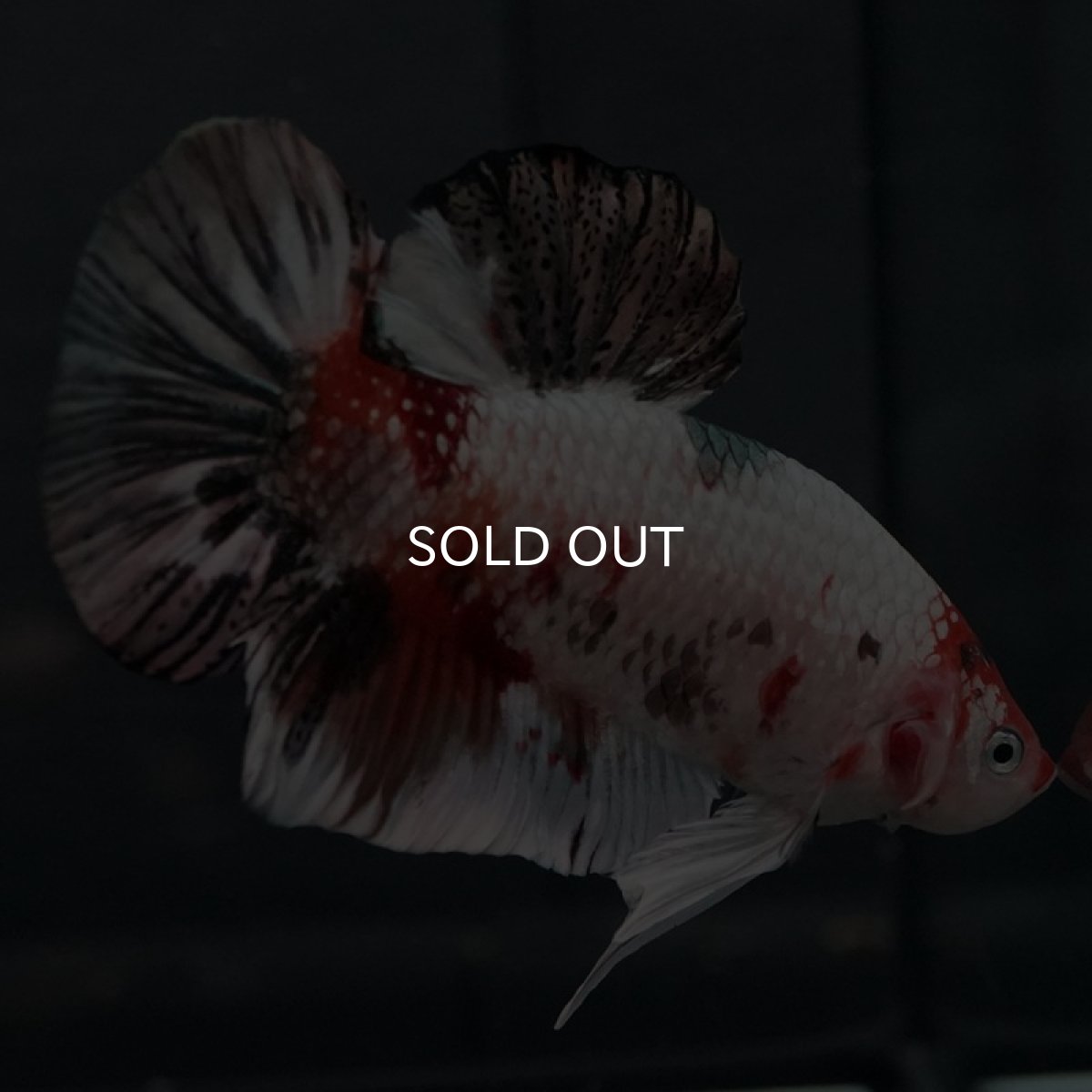 画像6: GHMPK キャンディカッパー (6)