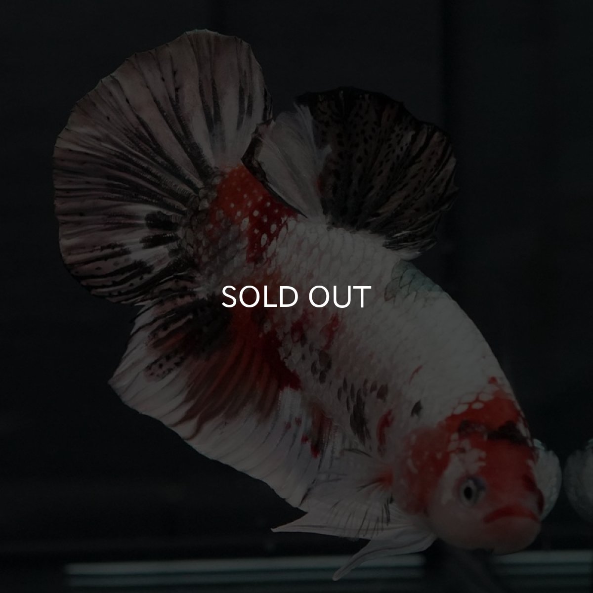 画像5: GHMPK キャンディカッパー (5)