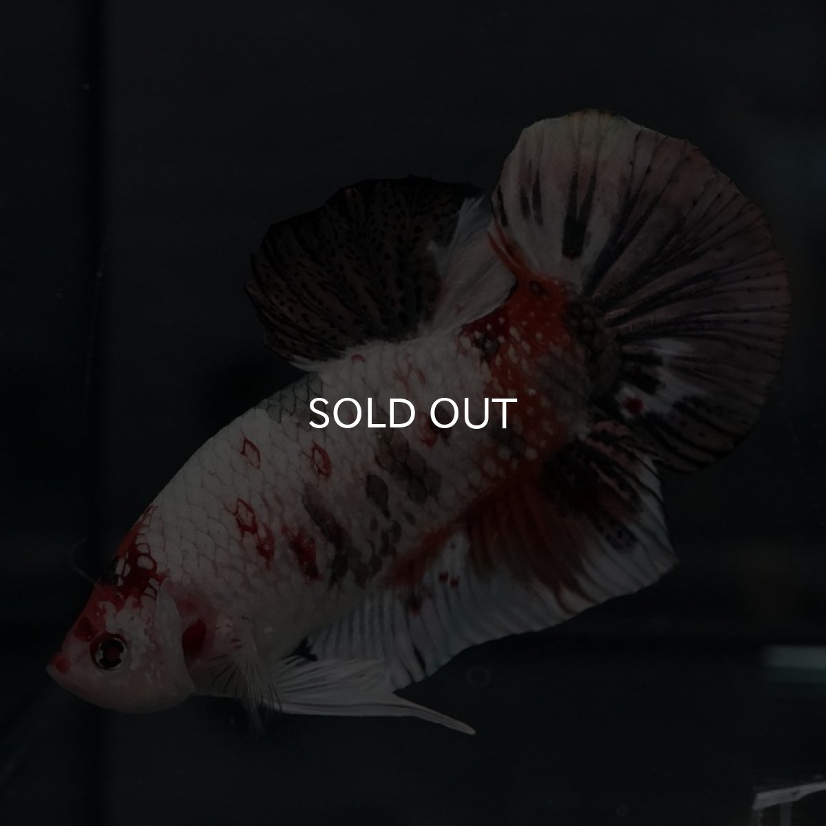 画像3: GHMPK キャンディカッパー (3)