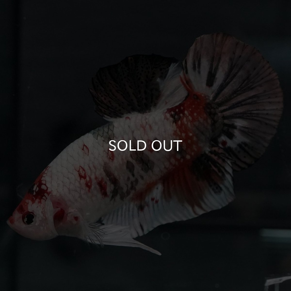 画像2: GHMPK キャンディカッパー (2)