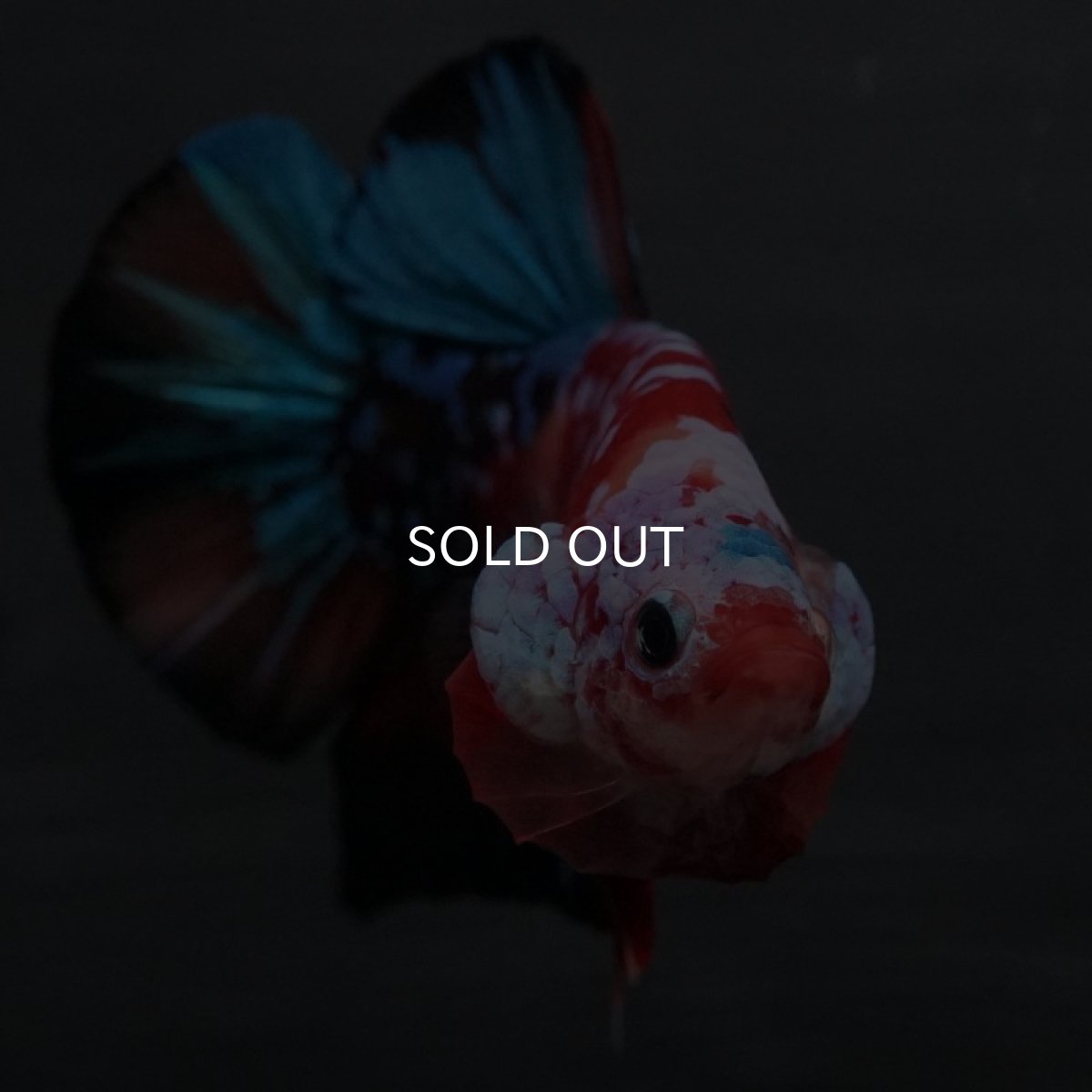 画像2: GHMPK 鯉ギャラクシー (2)