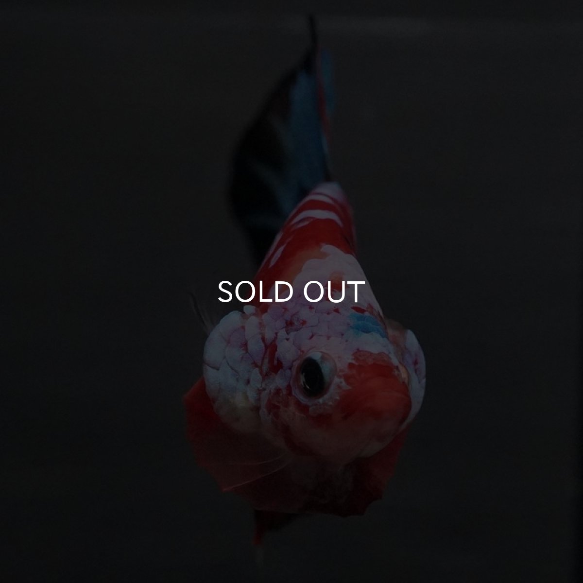 画像7: GHMPK 鯉ギャラクシー (7)