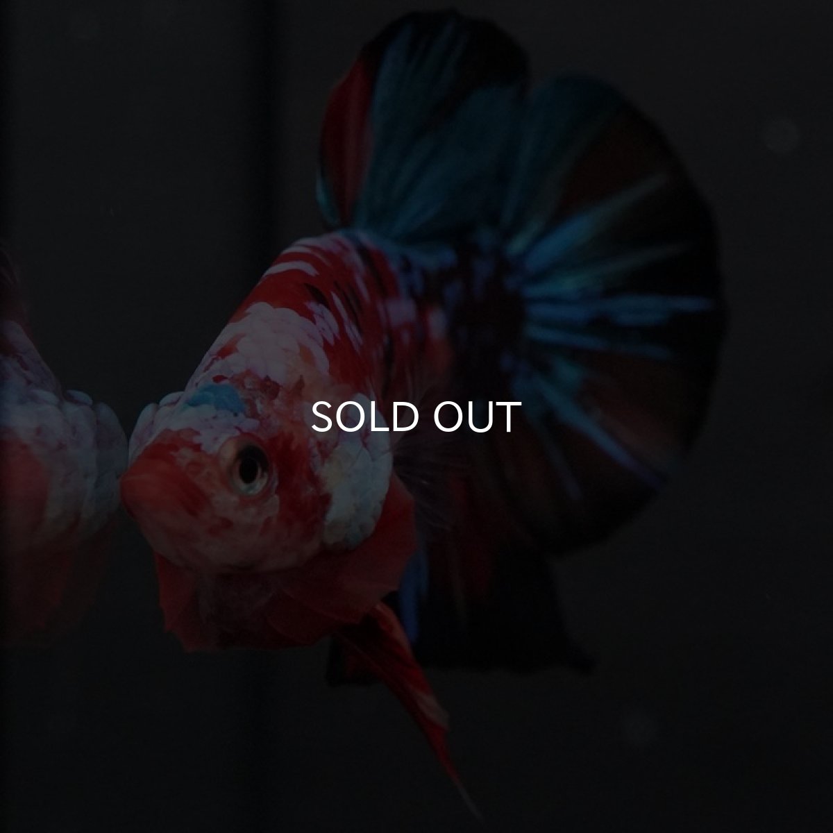 画像6: GHMPK 鯉ギャラクシー (6)