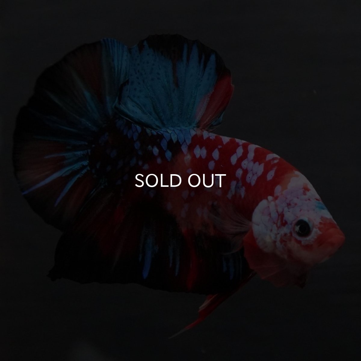 画像5: GHMPK 鯉ギャラクシー (5)