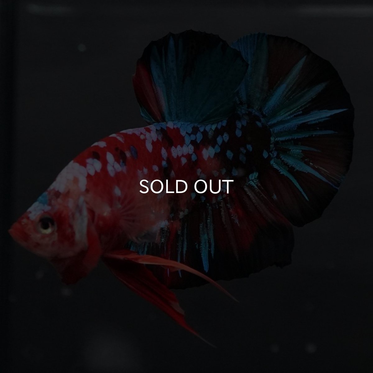 画像4: GHMPK 鯉ギャラクシー (4)