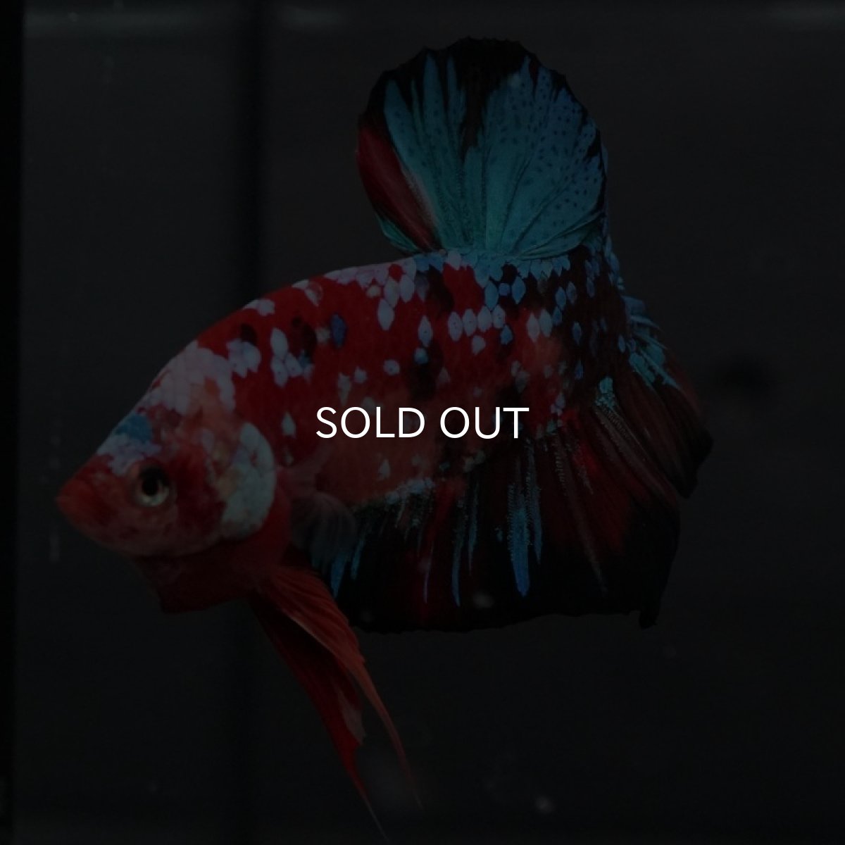 画像3: GHMPK 鯉ギャラクシー (3)