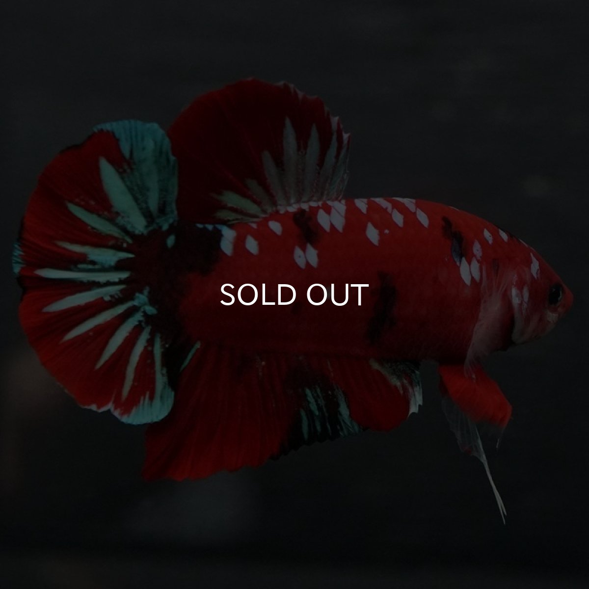 画像5: GHMPK レッドギャラクシー (5)