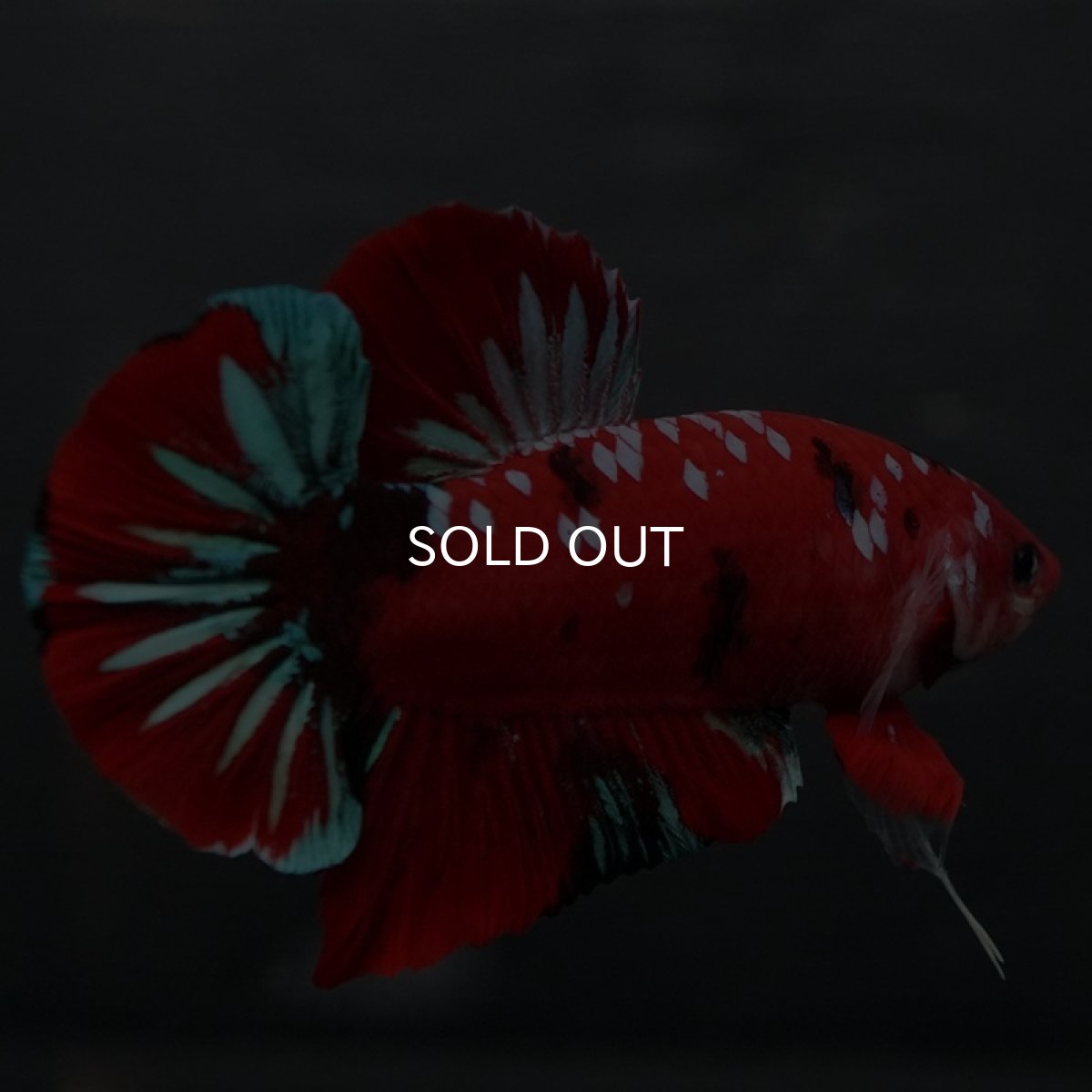 画像4: GHMPK レッドギャラクシー (4)