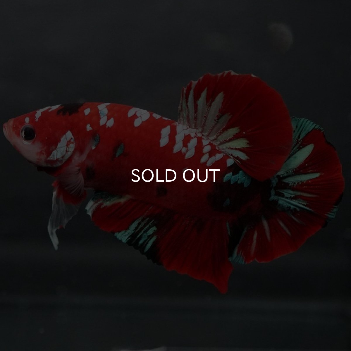 画像3: GHMPK レッドギャラクシー (3)