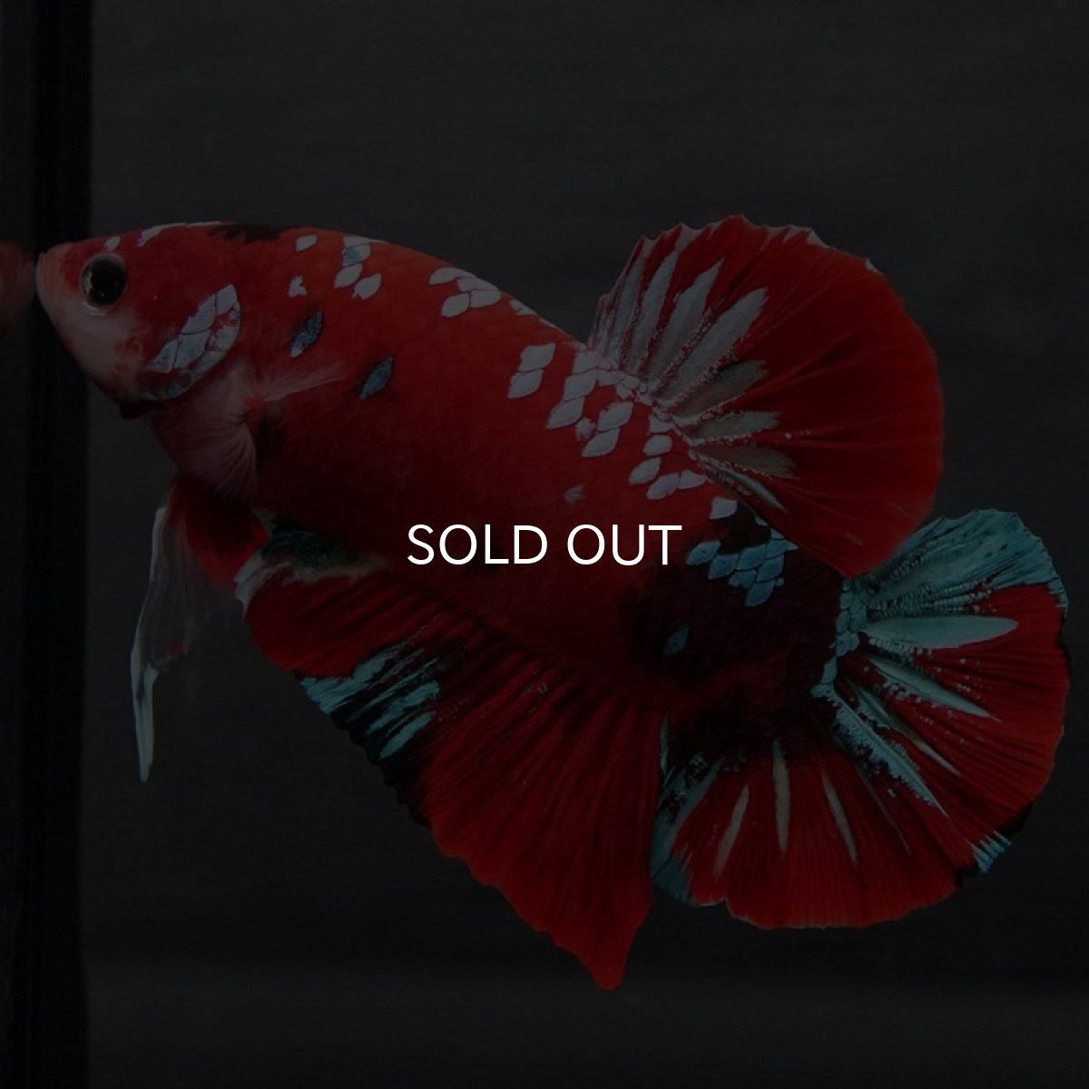 画像2: GHMPK レッドギャラクシー (2)