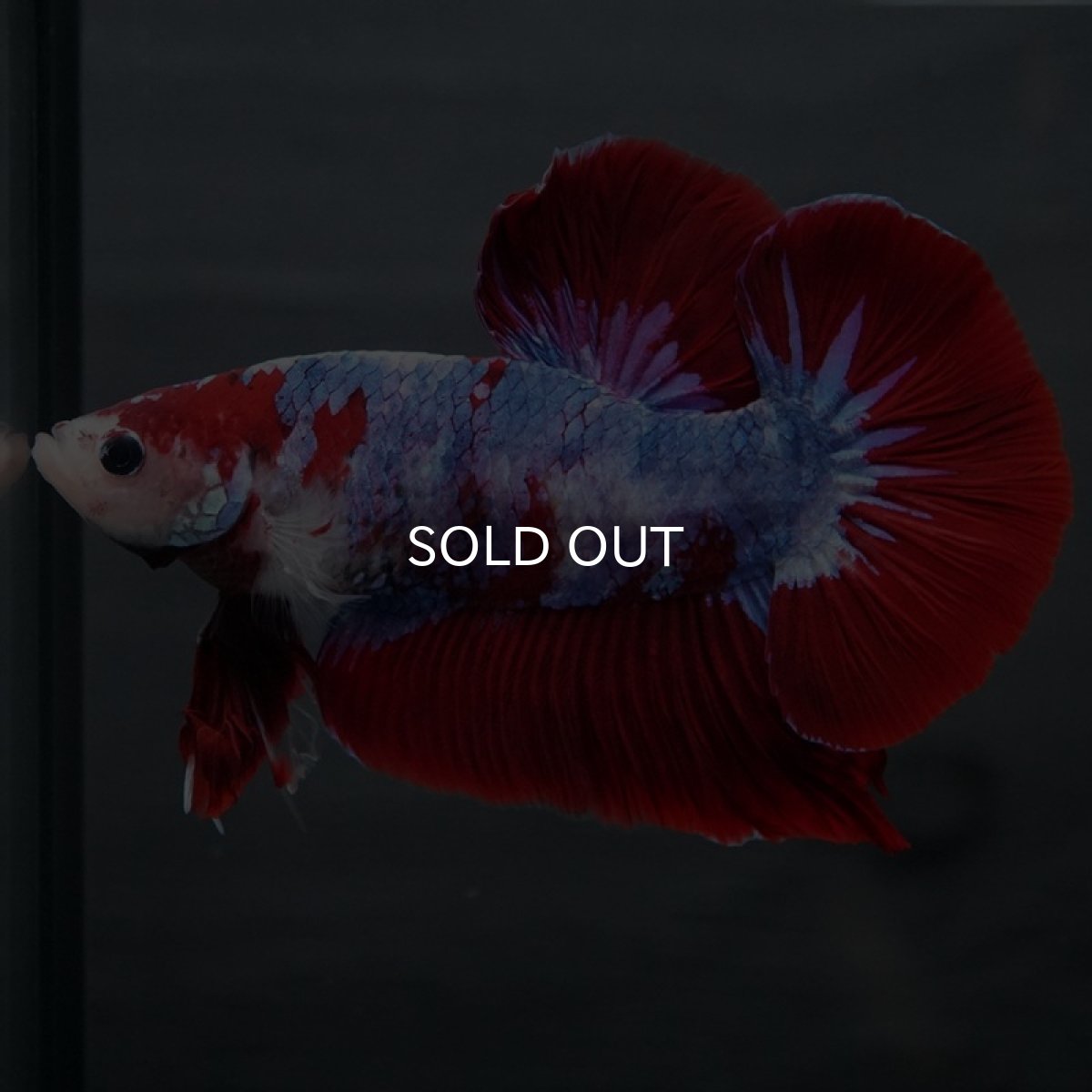 画像7: GHMPK レッドファンシー (7)