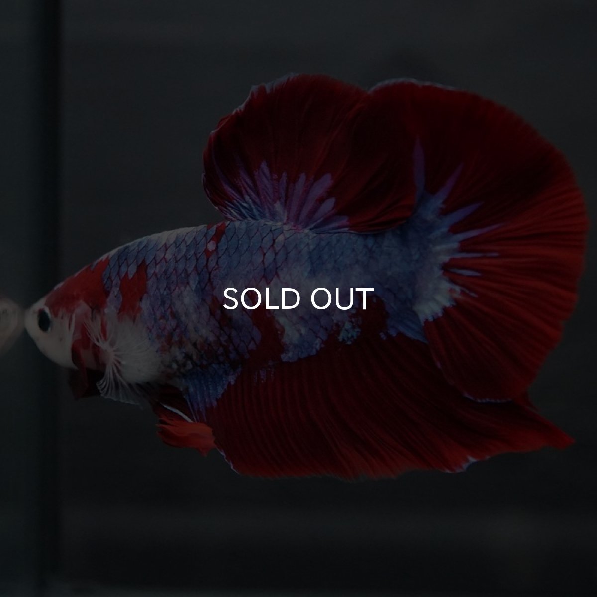 画像6: GHMPK レッドファンシー (6)